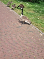 Branta canadensis