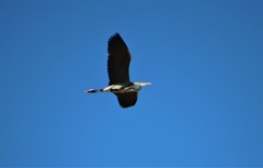 Ardea cinerea