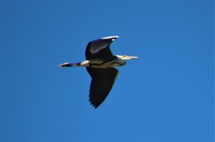 Ardea cinerea