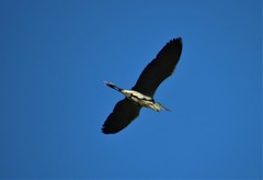 Ardea cinerea