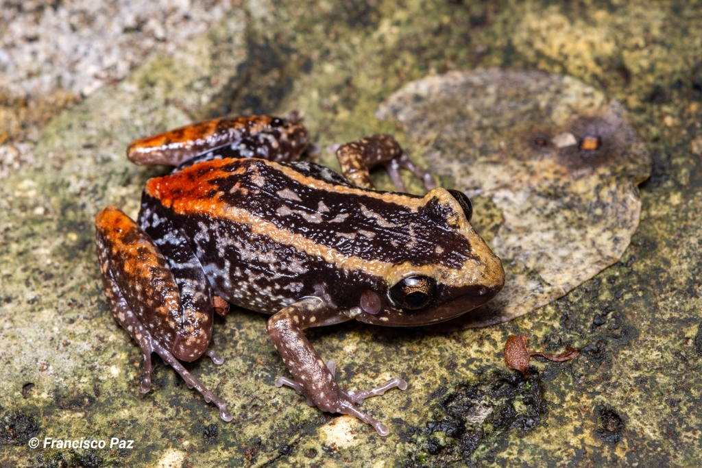 Coastal Red-Rumped Frog