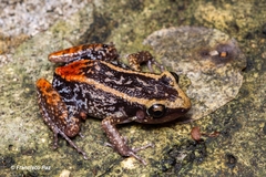 Eleutherodactylus paralius