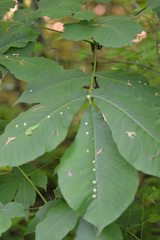 Phylloxera caryaeglobuli