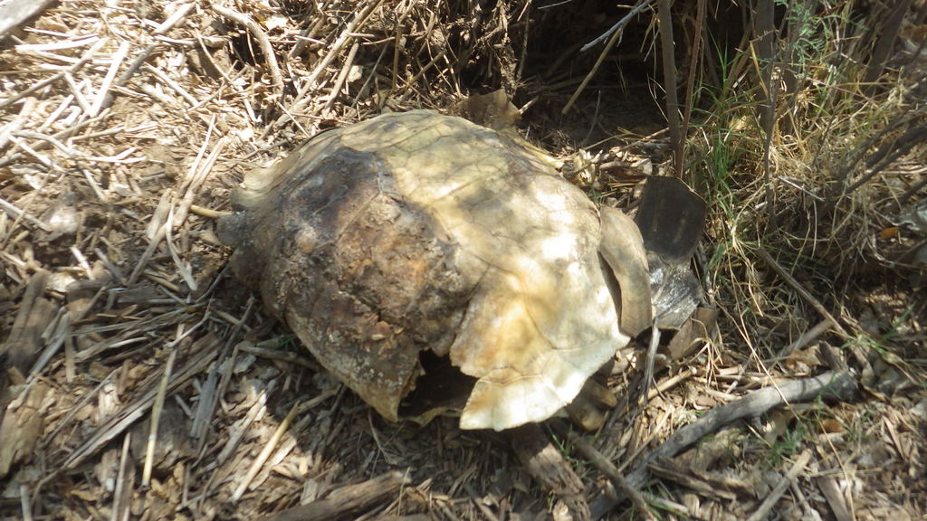 Tortoises in July 2018 by Camden Bruner. Observation and photos by ...