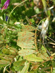 Uromyces pisi-sativi