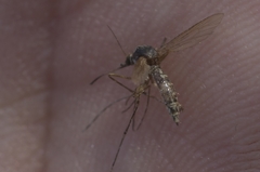 Aedes caspius