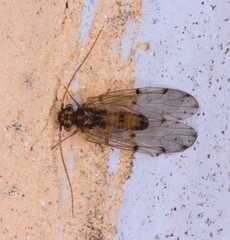 Ectopsocus briggsi