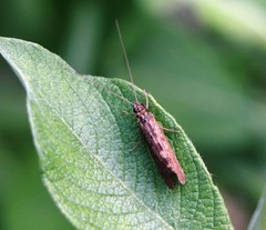 Hydropsyche angustipennis
