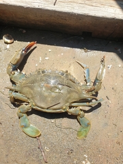 Callinectes sapidus