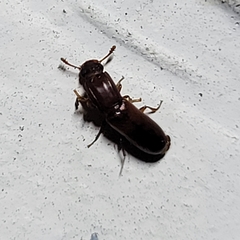 Aulonium tuberculatum