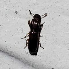 Aulonium tuberculatum