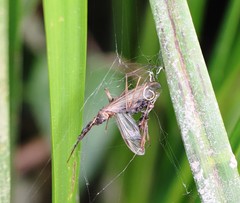 Xanthostigma xanthostigma