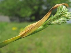 Uromyces sclerochloae