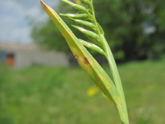 Uromyces sclerochloae