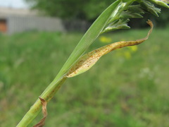 Uromyces sclerochloae