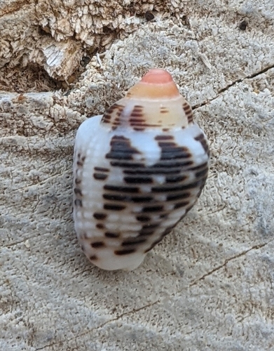 Merchant Dove Shell