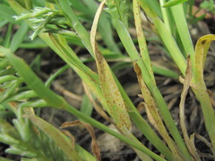 Uromyces sclerochloae