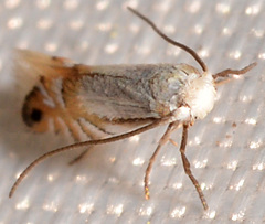 Phyllonorycter lucidicostella