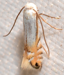 Phyllonorycter lucidicostella