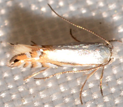 Phyllonorycter lucidicostella