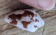 Conus regius