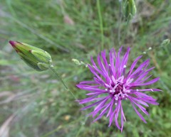 Crupina crupinastrum