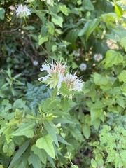 Monarda lindheimeri