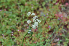 Ligusticum apiifolium