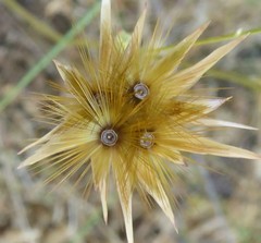 Crupina crupinastrum