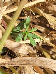 Myoporum parvifolium