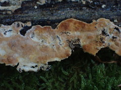 Dacryobolus karstenii