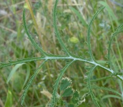 Crupina crupinastrum