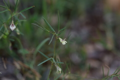 Lathyrus saxatilis