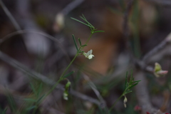 Lathyrus saxatilis