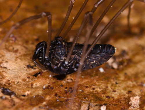 Platybunus pinetorum
