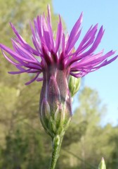 Crupina crupinastrum