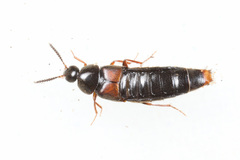 Aleochara curtula