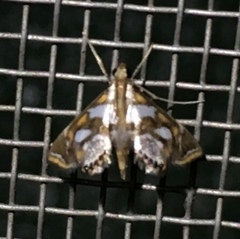 Chrysendeton medicinalis