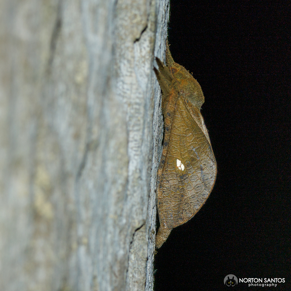 Roseala tessellatus