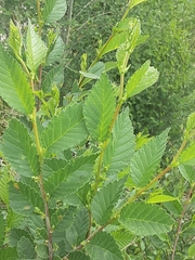 Ulmus pumila