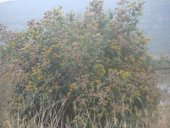 Verbesina sphaerocephala