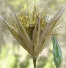 Crupina crupinastrum