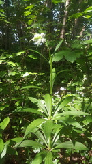 Lilium martagon