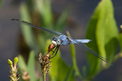 Libellula comanche