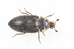 Dermestes frischii