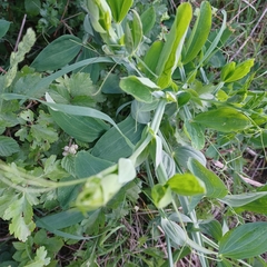 Lathyrus odoratus
