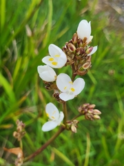 Libertia chilensis