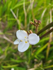 Libertia chilensis