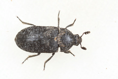 Dermestes murinus