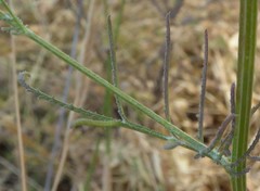 Crupina crupinastrum